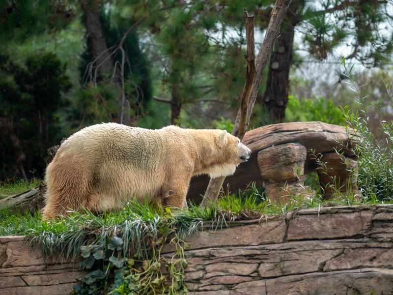 Grolar Bear