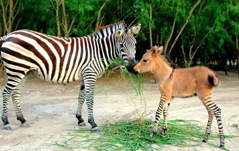 Zonkey