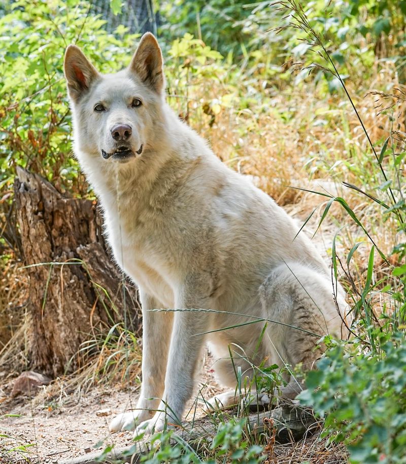 Wolfdog Hybrids