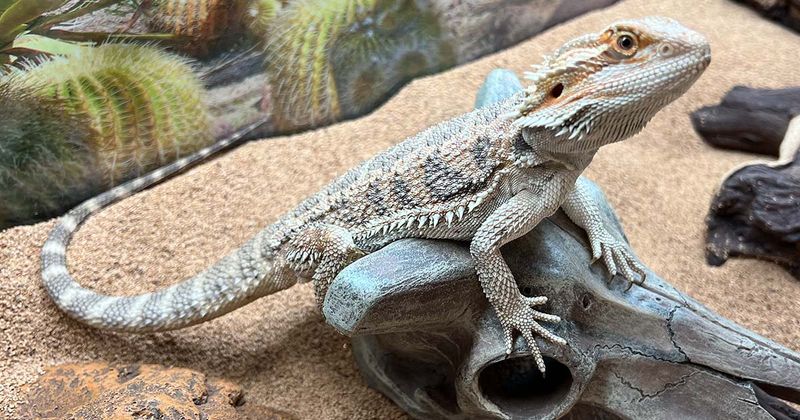 Choosing the Right Reptile