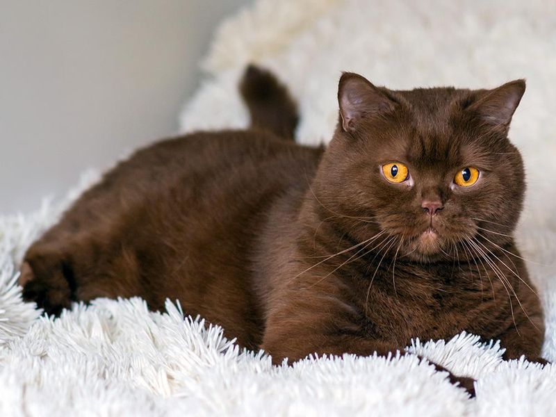 Chocolate Cat