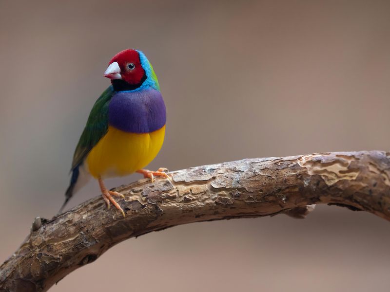 Gouldian Finch