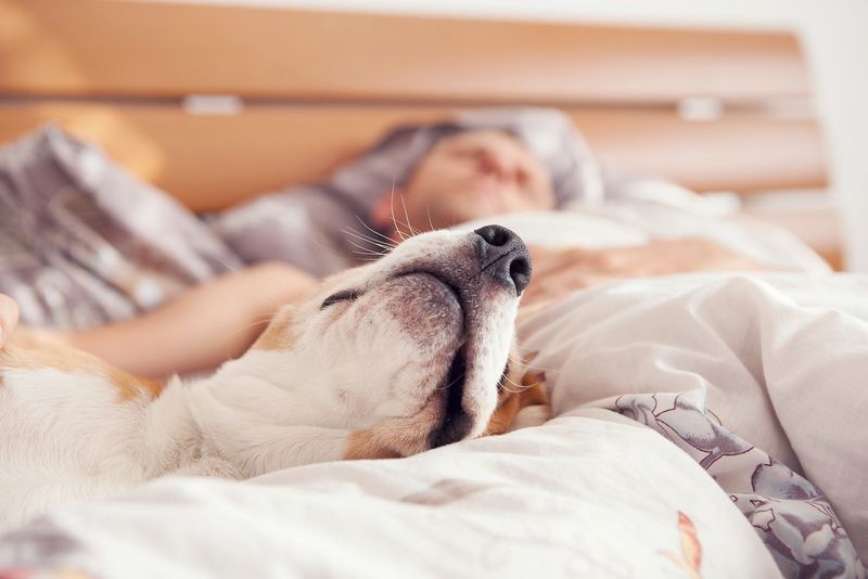 Hypoallergenic Benefits