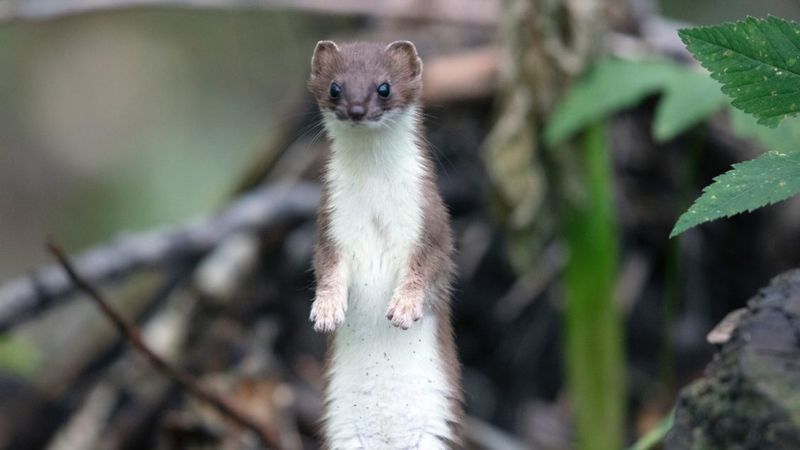 Weasel