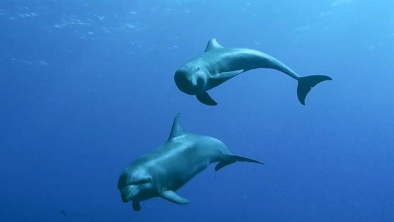 Dolphin