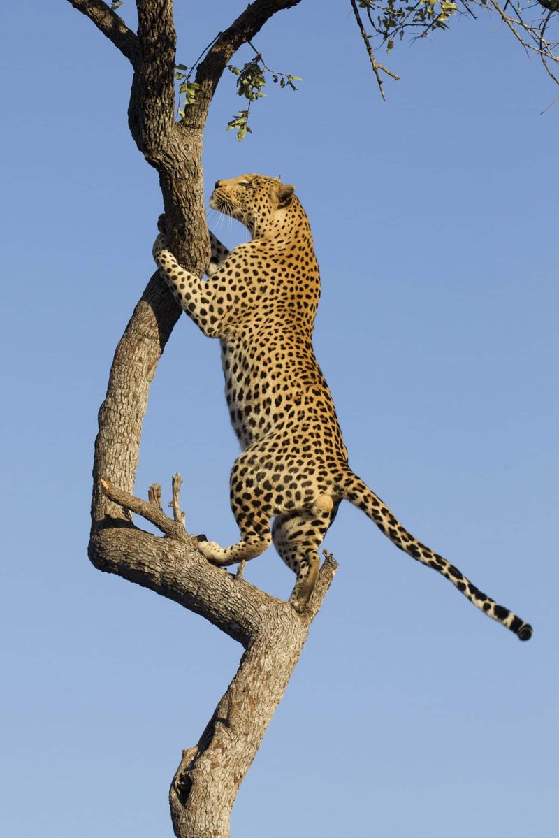 Leopard
