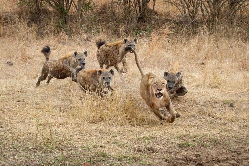 Lions Are Always the Alpha Predators