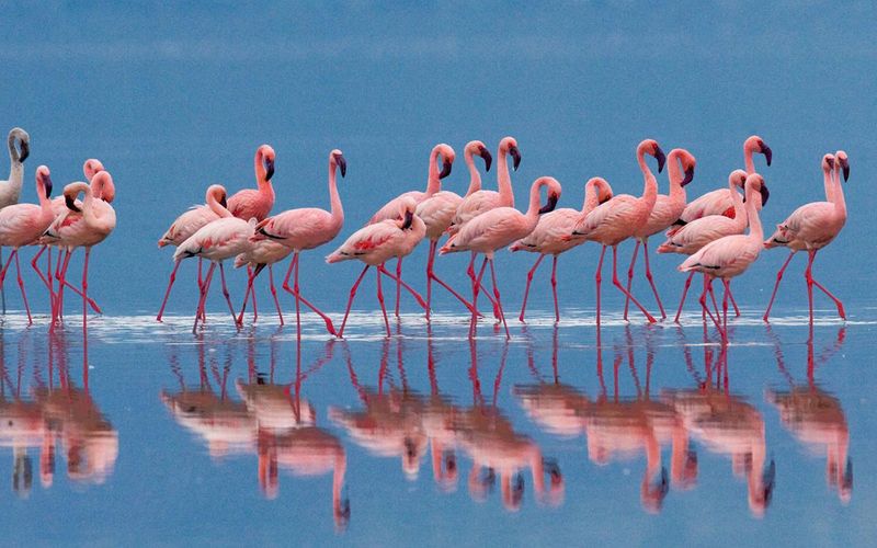 Flamingo