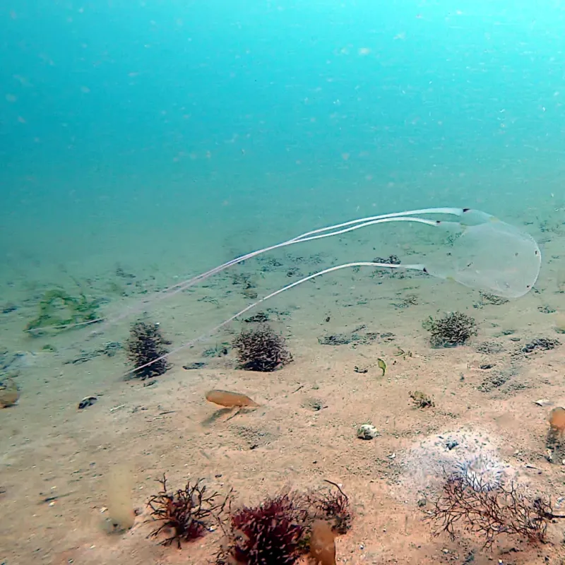 Box Jellyfish