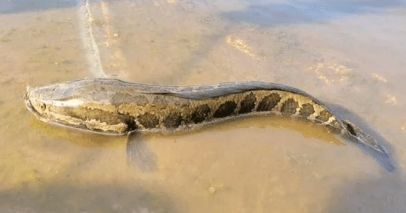 Northern Snakehead (Invasive)