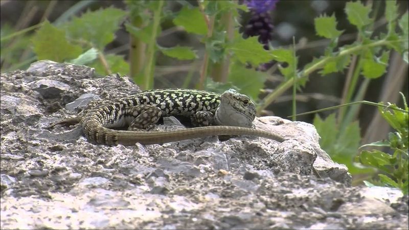 Italian Wall Lizard Variants