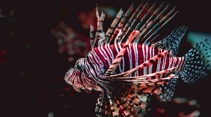 Lionfish