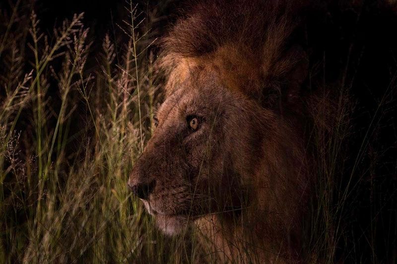 Lions' Nocturnal Habits