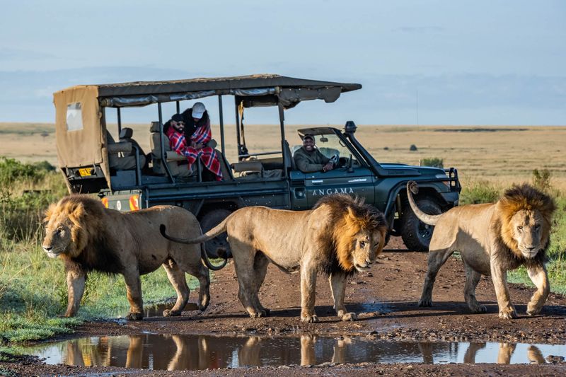 Lions' Social Structure