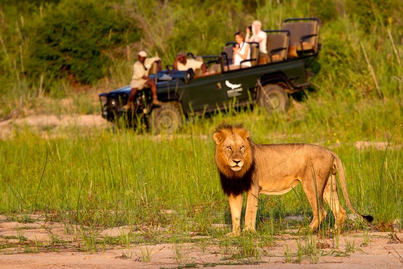 Lions' Focus on Natural Prey