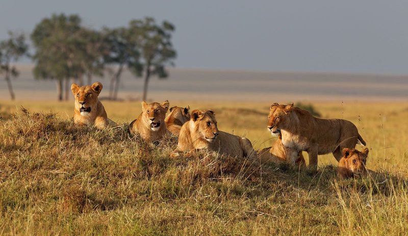 Lions