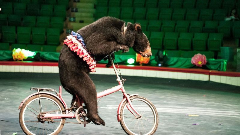 Bears