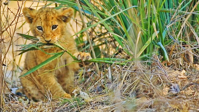 Lions Only Eat Meat