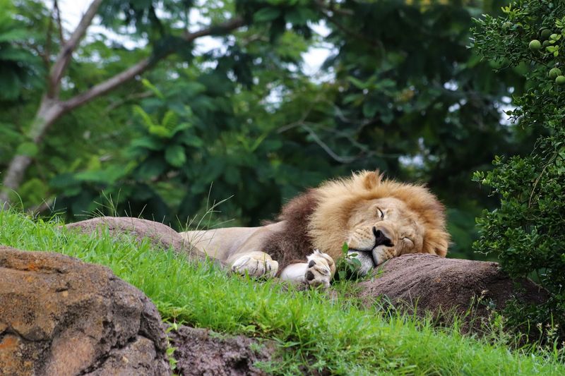 Lions Are Lazy Animals