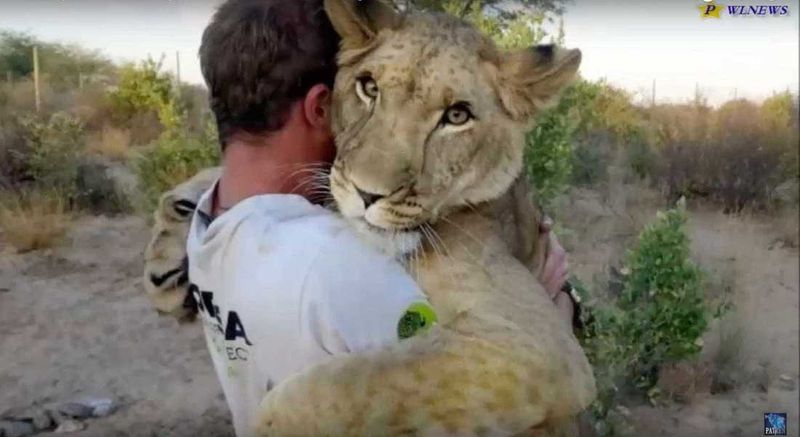 Lions and Humans Have a Mutual Understanding