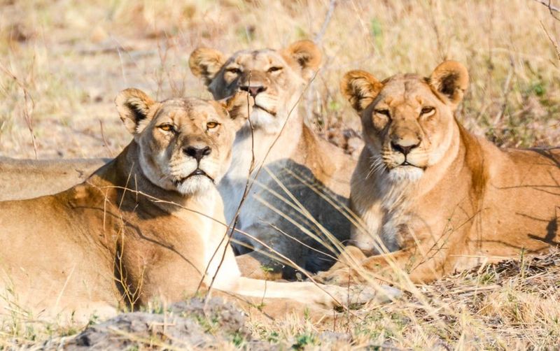 Lions Live in Large Prides
