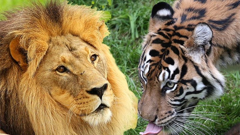 Lions and Tigers Naturally Coexist