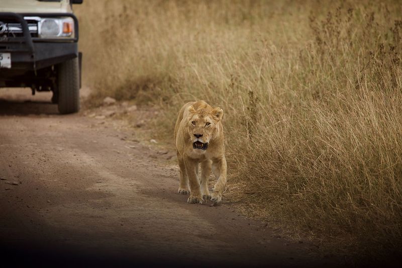 Lions Avoiding Unfamiliar Prey