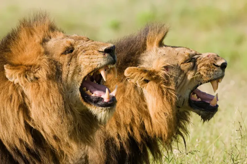 Lions Are Always Aggressive