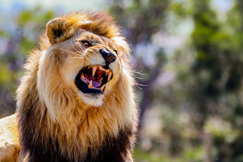 Lion Roars Can Be Heard Miles Away