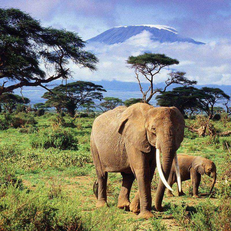 African Elephants: Gentle Giants