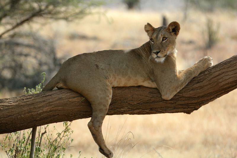 Lions Cannot Survive Without a Pride