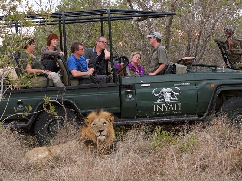 Lions' Territorial Nature