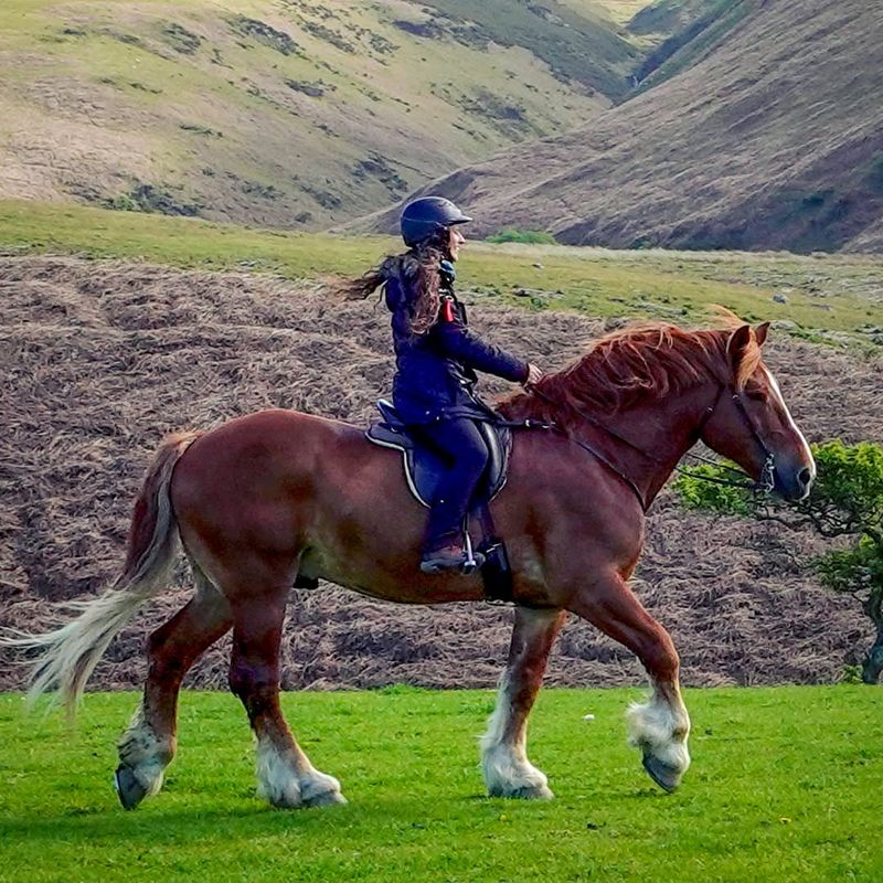 Suffolk Punch