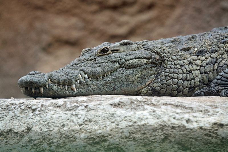 Natural Behavior Observation