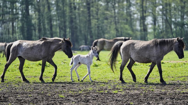 Camas Prairie Horses