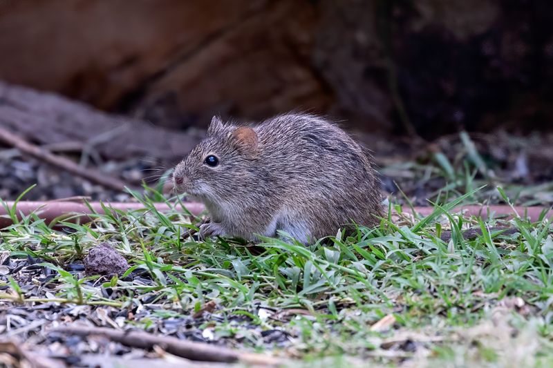 Hispid Cotton Rat