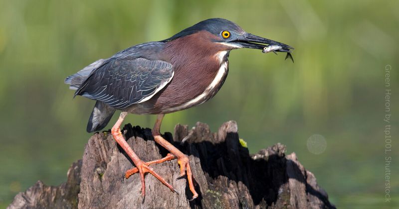 Green Heron