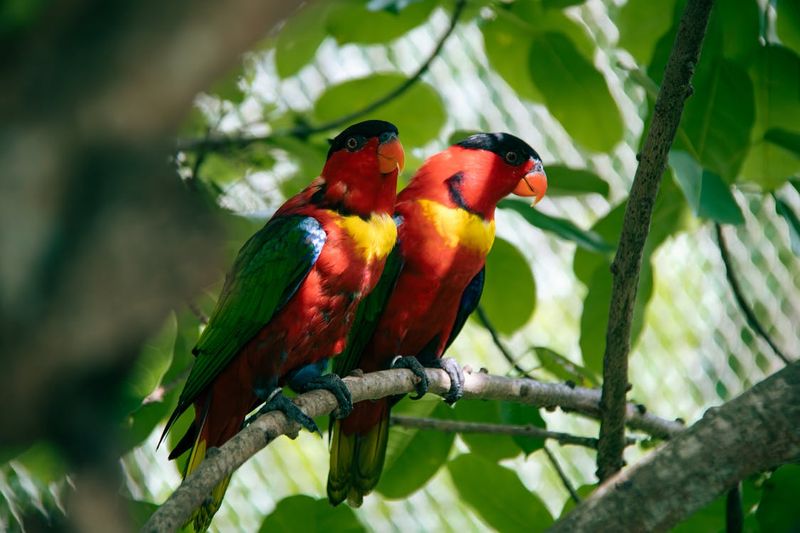 Colorful Parrots