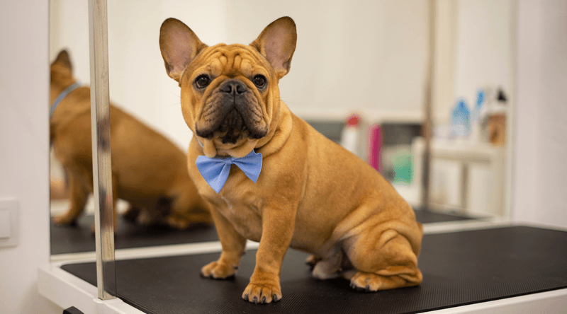 Grooming Requirements