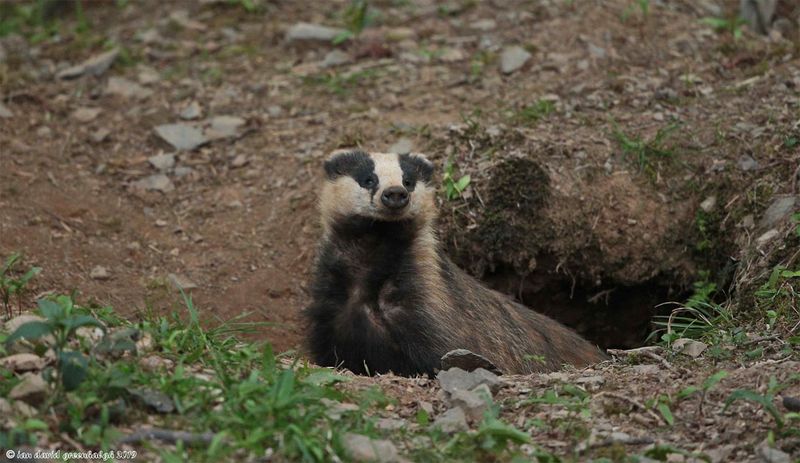 Badger
