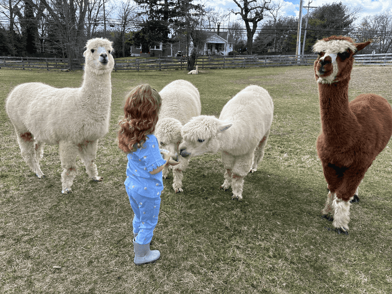 Alpacas