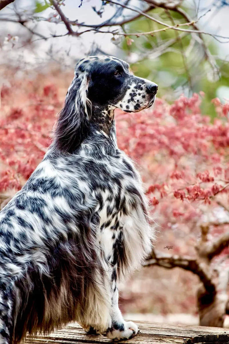 Blue Belton English Setter
