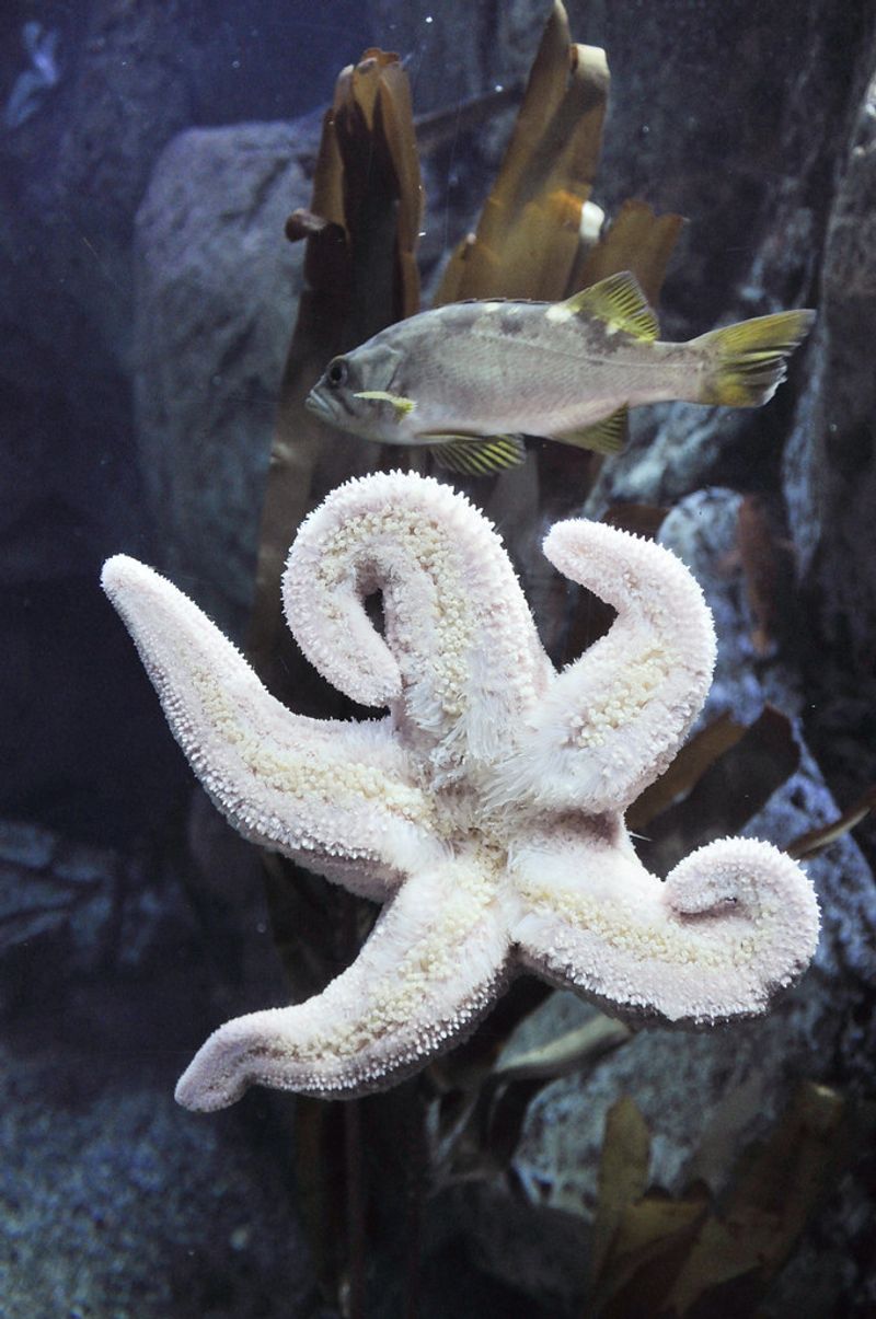 Starfish