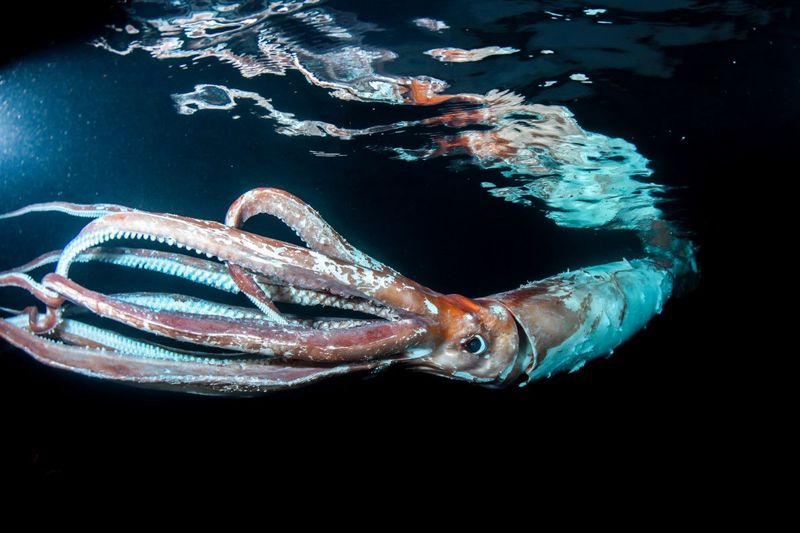 Squid