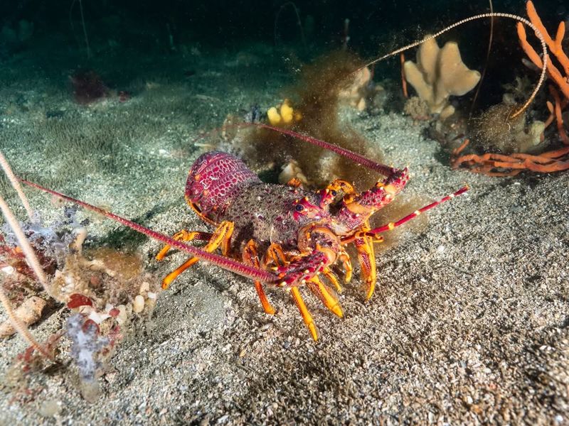 Lobsters Can Regenerate Limbs