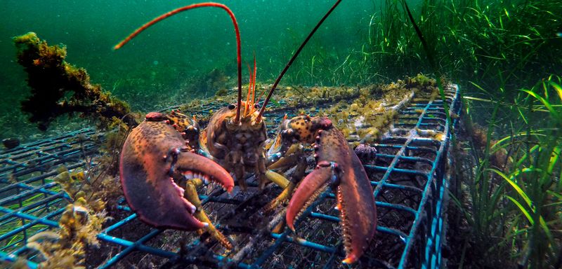 Lobsters Can 'Smell' Chemicals