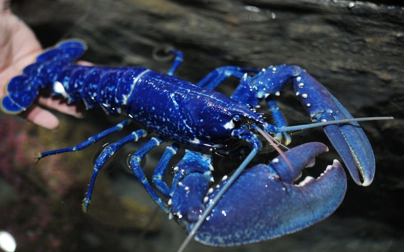 Lobsters Have 10 Limbs