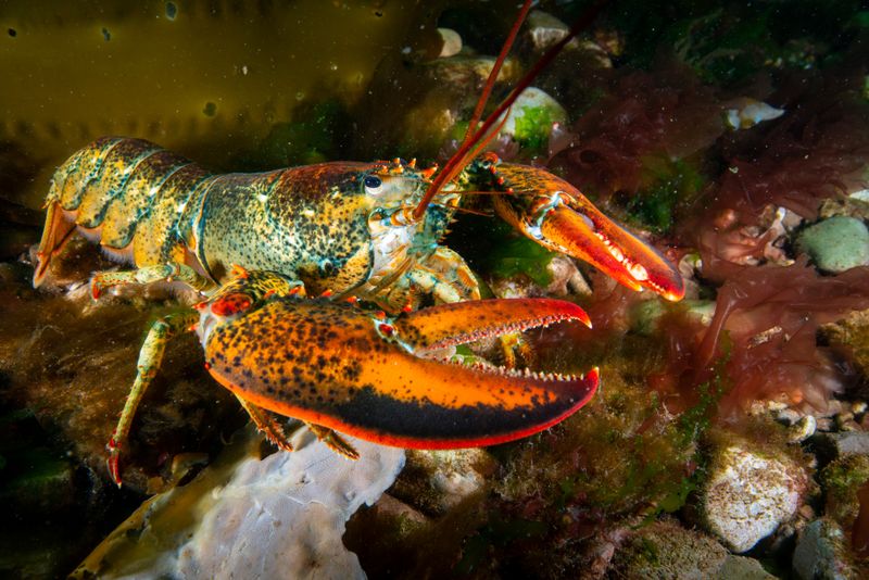 Lobsters Molt to Grow