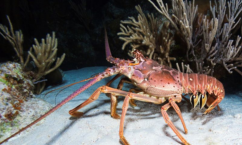 Lobsters Taste with Their Legs