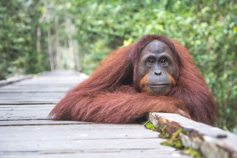 Unique Species of the Wallace Line